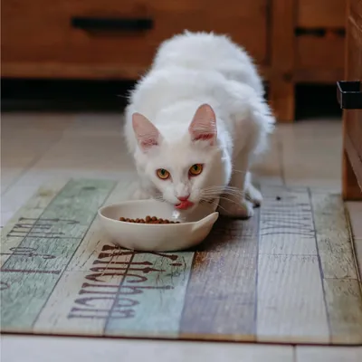 Weiße Katze frisst Trockenfutter aus einer weißen Schale auf einer bunten Unterlage.