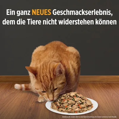 Orange kat spiser vådfoder fra hvid tallerken. Tekst på tysk: Ein ganz NEUES Geschmackserlebnis, dem die Tiere nicht widerstehen können.