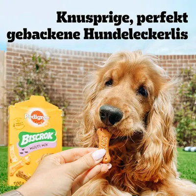 Pedigree Biscrok Multi Mix kutyakeksz, ropogósra sütve. Kutya kézből csont alakú jutalomfalatot eszik. 500g-os csomagolás látható.