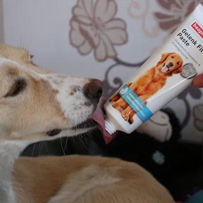 Hund leckt Beaphar Gelenk Fit Paste aus Tube, unterstützt die Gelenkgesundheit mit Glucosamin und Chondroitin. Für Hunde geeignet.