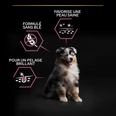 Formulé sans blé, favorise une peau saine, pour un pelage brillant. Texte affiché à côté d’un chiot assis sur fond noir.