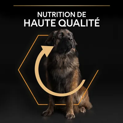 Texte : NUTRITION DE HAUTE QUALITÉ. Chien assis devant un fond noir avec un hexagone et une flèche orange autour de lui.