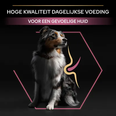 Hoge kwaliteit dagelijkse voeding voor een gevoelige huid. Afbeelding van hond met grafisch element bij de vacht, tekst in beeld benadrukt huidgevoeligheid.