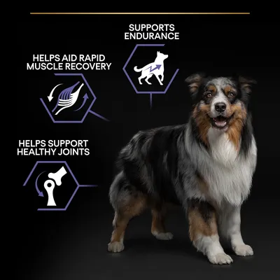 Hund med grafiske ikoner og engelsk tekst: 'Helps aid rapid muscle recovery', 'Helps support healthy joints', 'Supports endurance'. Viser produktfordele for hunde.