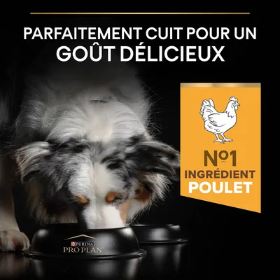 Parfaitement cuit pour un goût délicieux. N°1 ingrédient poulet. Purina Pro Plan. Chien mangeant dans une gamelle noire avec logo Purina Pro Plan.
