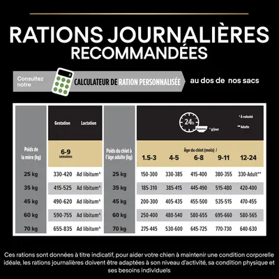Tableau des rations journalières recommandées pour chiens : gestation, lactation et chiots selon poids (25–70 kg) et âge (1,5–24 mois), valeurs en grammes/jour. Calculateur de ration personnalisée mentionné.