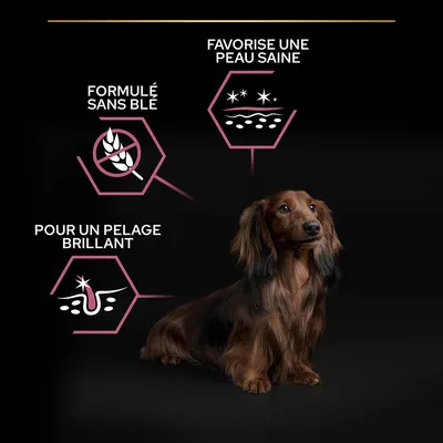 Formulé sans blé, favorise une peau saine, pour un pelage brillant – textes visibles à côté d’un chien à poil long. Illustrations associées à chaque texte.