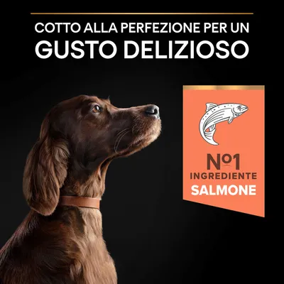 Cotto alla perfezione per un gusto delizioso. N°1 ingrediente salmone. Immagine di cane marrone con collare marrone su sfondo nero.