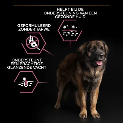 Tekst: Geformuleerd zonder tarwe, helpt bij de ondersteuning van een gezonde huid, ondersteunt een prachtige glanzende vacht. Afbeelding van een hond op zwarte achtergrond.