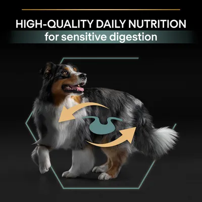 HIGH-QUALITY DAILY NUTRITION for sensitive digestion felirat, kutya képe emésztést jelző nyíllal és gyomor szimbólummal. A szöveg angol nyelvű.
