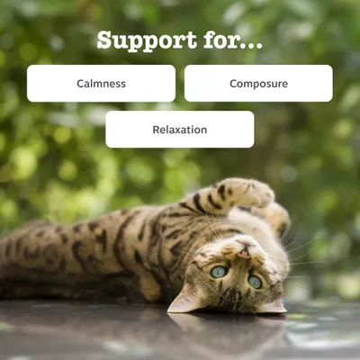 Zesty Paws Cat Calming Paste