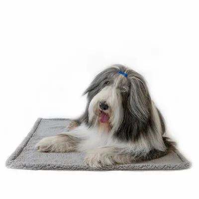 Chien à poils longs allongé sur un tapis gris en tissu, fond blanc. Le tapis est rectangulaire et semble moelleux.