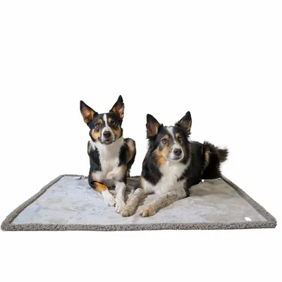 Deux chiens à poil mi-long noir, blanc et feu couchés sur un tapis rectangulaire gris clair à bordure grise, posés côte à côte, regardant vers l’avant.