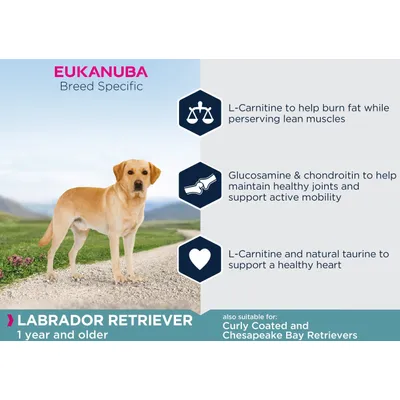 EUKANUBA Breed Specific, LABRADOR RETRIEVER 1 year and older, Curly Coated and Chesapeake Bay Retrievers. L-Carnitine, glükózamin, kondroitin, taurin látható angol szöveggel.