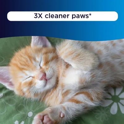 Ever Clean® Litterfree Paws Cat Litter