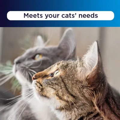 Ever Clean® Multiple Cat Clumping Cat Litter