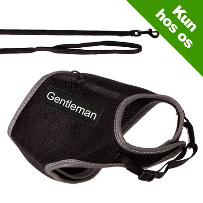 Sort hundesele med grå kanter, tekst 'Gentleman' påsyet. Medfølgende sort line. Grøn hjørnetekst: 'Kun hos os'.