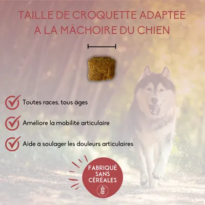 Taille de croquette adaptée à la mâchoire du chien. Toutes races, tous âges. Améliore la mobilité articulaire. Aide à soulager les douleurs articulaires. Fabriqué sans céréales.