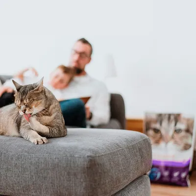 Chat lèche sa patte sur un canapé gris. Un emballage de nourriture pour chat est visible en arrière-plan.