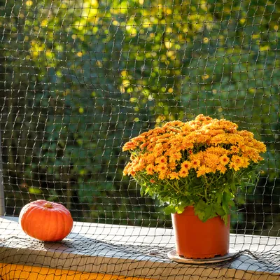 Schwarzes Schutznetz auf Balkon, schützt Pflanzen wie Topfblumen und Kürbis vor Tieren.