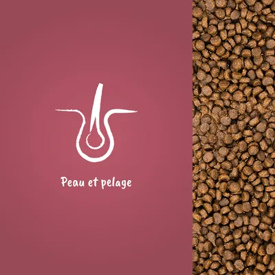 Pienso en gránulos marrones junto a icono de folículo piloso y texto en francés: Peau et pelage.