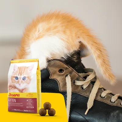 Sac Josera Kitten avec photo de chaton, croquettes rondes visibles devant l’emballage. Queue d’un chat roux et blanc posée sur une chaussure en cuir noir et marron.
