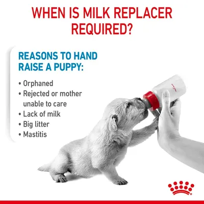 Tekst: WHEN IS MILK REPLACER REQUIRED? REASONS TO HAND RAISE A PUPPY: Orphaned, Rejected or mother unable to care, Lack of milk, Big litter, Mastitis. Štene pije iz bočice.