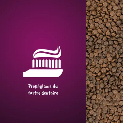 Illustration d’une brosse à dents avec texte : Prophylaxie du tartre dentaire, à côté de croquettes pour animaux.