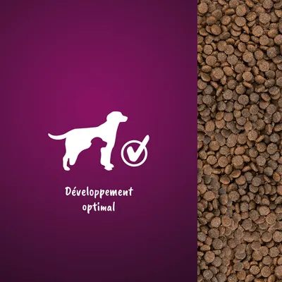 Croquettes pour chien, texte visible : Développement optimal, illustration d’un chien avec coche blanche à côté.