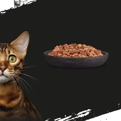 Schale mit Katzenfutter auf schwarzem Hintergrund, links ein Teil eines Katzenkopfes sichtbar.