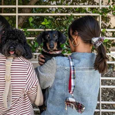 Deux femmes de dos tenant un caniche noir et un teckel noir, tous deux avec harnais et laisses à motif écossais assortis. Les laisses sont visibles sur les épaules des femmes.