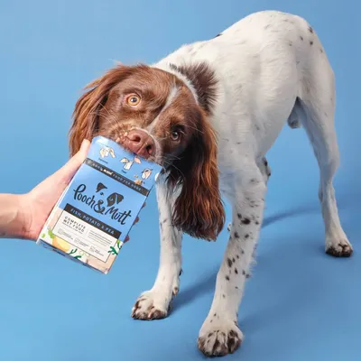 Dog holding a box of Pooch & Mutt Fish, Potato & Pea complete wet food in its mouth, with visible product name and flavour on the packaging.