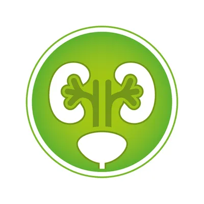 Πράσινο εικονίδιο με δύο νεφρά και ουροδόχο κύστη σε λευκό φόντο, χωρίς κείμενο ή εμφανή μάρκα.