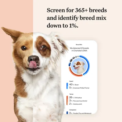 DNA test image showing breed mix breakdown, including percentages for Boxer, American Pit Bull Terrier, Chihuahua, Peruvian Inca Orchid, Xoloitzcuintli and Poodle. Detects 12 breeds.