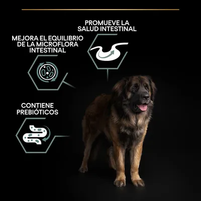 Texto: Promueve la salud intestinal, mejora el equilibrio de la microflora intestinal, contiene prebióticos. Perro grande de pelo largo en fondo negro.