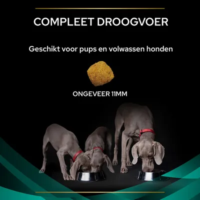 COMPLEET DROOGVOER, geschikt voor pups en volwassen honden, brok van ongeveer 11 mm, drie grijze honden met rode halsband eten uit metalen voerbakken.