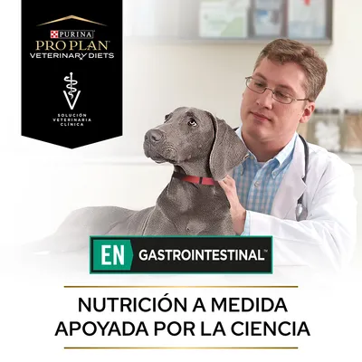 Purina Pro Plan Veterinary Diets Solución Veterinaria Clínica EN Gastrointestinal. Nutrición a medida apoyada por la ciencia. Perro gris con collar rojo junto a veterinario.