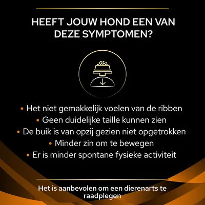 Heeft jouw hond een van deze symptomen? Het niet gemakkelijk voelen van de ribben, geen duidelijke taille, buik niet opgetrokken, minder zin om te bewegen, minder spontane activiteit. Het is aanbevolen om een dierenarts te raadplegen.