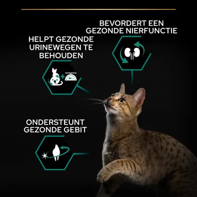 Helpt gezonde urinewegen te behouden, bevordert een gezonde nierfunctie, ondersteunt gezonde gebit. Afbeelding van kat met drie gezondheidsvoordelen in tekst en pictogrammen.
