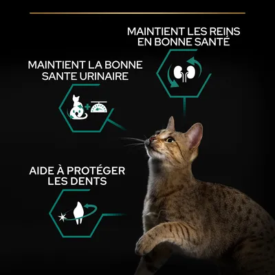 Maintient les reins en bonne santé, maintient la bonne santé urinaire, aide à protéger les dents. Texte en français avec illustrations et chat tigré visible.