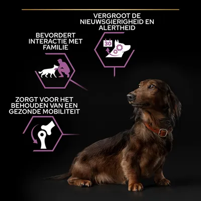 Tekst: Vergroot de nieuwsgierigheid en alertheid, bevordert interactie met familie, zorgt voor het behouden van een gezonde mobiliteit. Afbeelding van een zittende teckel.