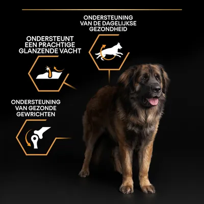 Ondersteunt een prachtige glanzende vacht, ondersteuning van gezonde gewrichten en van de dagelijkse gezondheid. Grote hond op zwarte achtergrond.