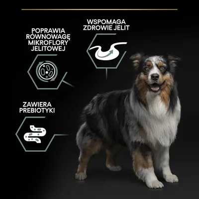Teksty: Poprawia równowagę mikroflory jelitowej, wspomaga zdrowie jelit, zawiera prebiotyki. Obok stoi pies rasy owczarek australijski.