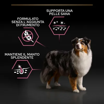 Cane adulto con tre callout: formulato senza l'aggiunta di frumento, supporta una pelle sana, mantiene il manto splendente.