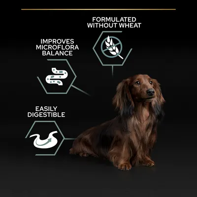 Tekstit: FORMULATED WITHOUT WHEAT, IMPROVES MICROFLORA BALANCE, EASILY DIGESTIBLE. Kuvakkeet viljaton, suolisto ja vatsaystävällisyys. Pitkäkarvainen koira istuu mustalla taustalla.