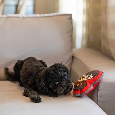 Harry Potter hondenspeeltje