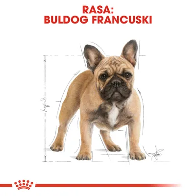 RASA: BULDOG FRANCUSKI – ilustracja psa z widocznym napisem rasy u góry obrazu, linie pomocnicze wokół sylwetki.