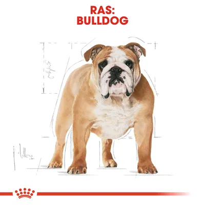 Ras: Bulldog, afbeelding van een staande bulldog met witte en lichtbruine vacht. Tekst 'RAS: BULLDOG' in rood bovenaan zichtbaar.