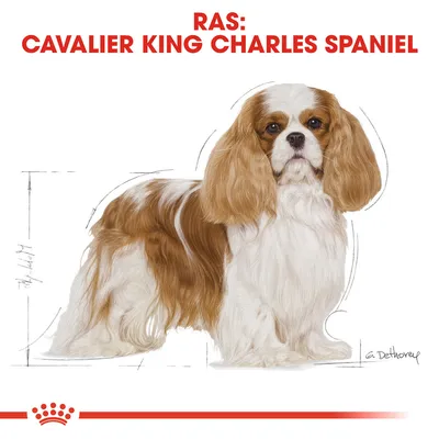 Tekst: RAS: CAVALIER KING CHARLES SPANIEL. Illustratie van een Cavalier King Charles Spaniel hond met bruine en witte vacht.