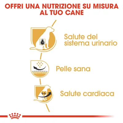 Offri una nutrizione su misura al tuo cane. Salute del sistema urinario, pelle sana, salute cardiaca.